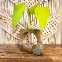 Load image into Gallery viewer, Square Handmade Concrete Plant Propagation Decor