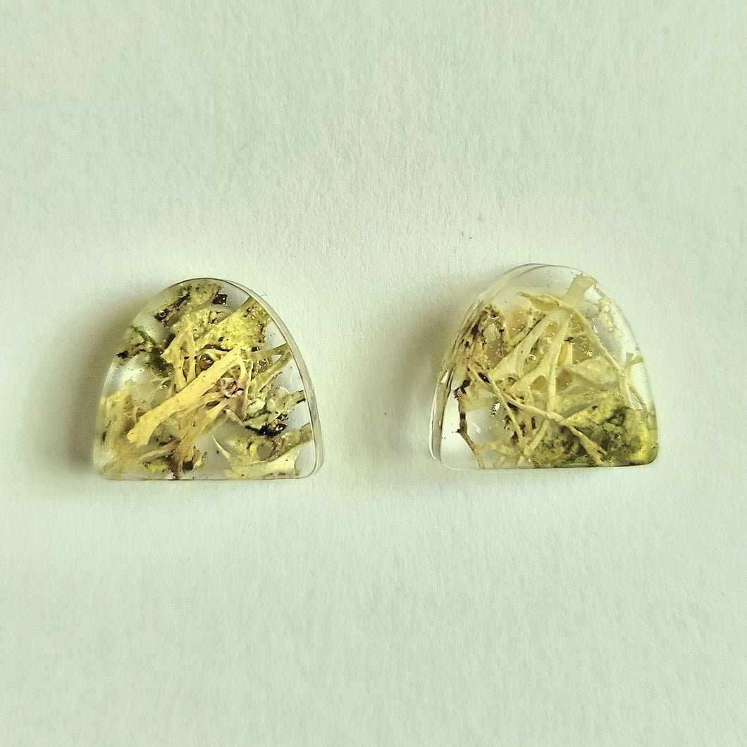 Natural Moss/lichen Semi Oval Stud Earrings